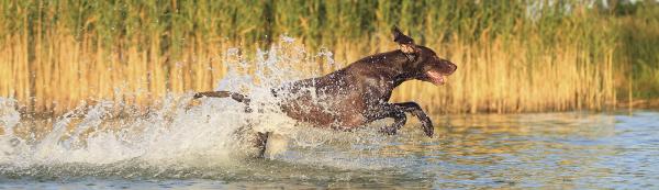 Kutyaoktatás, kutyakiképzés