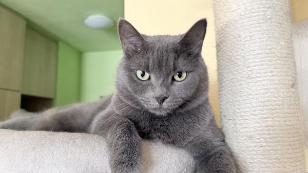 Nevelési tanácsadás