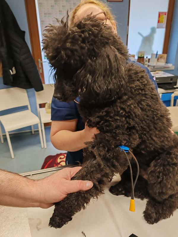 Saját laboratórium, gyorstesztek, mintavétel speciális laboratóriumi vizsgálatokhoz